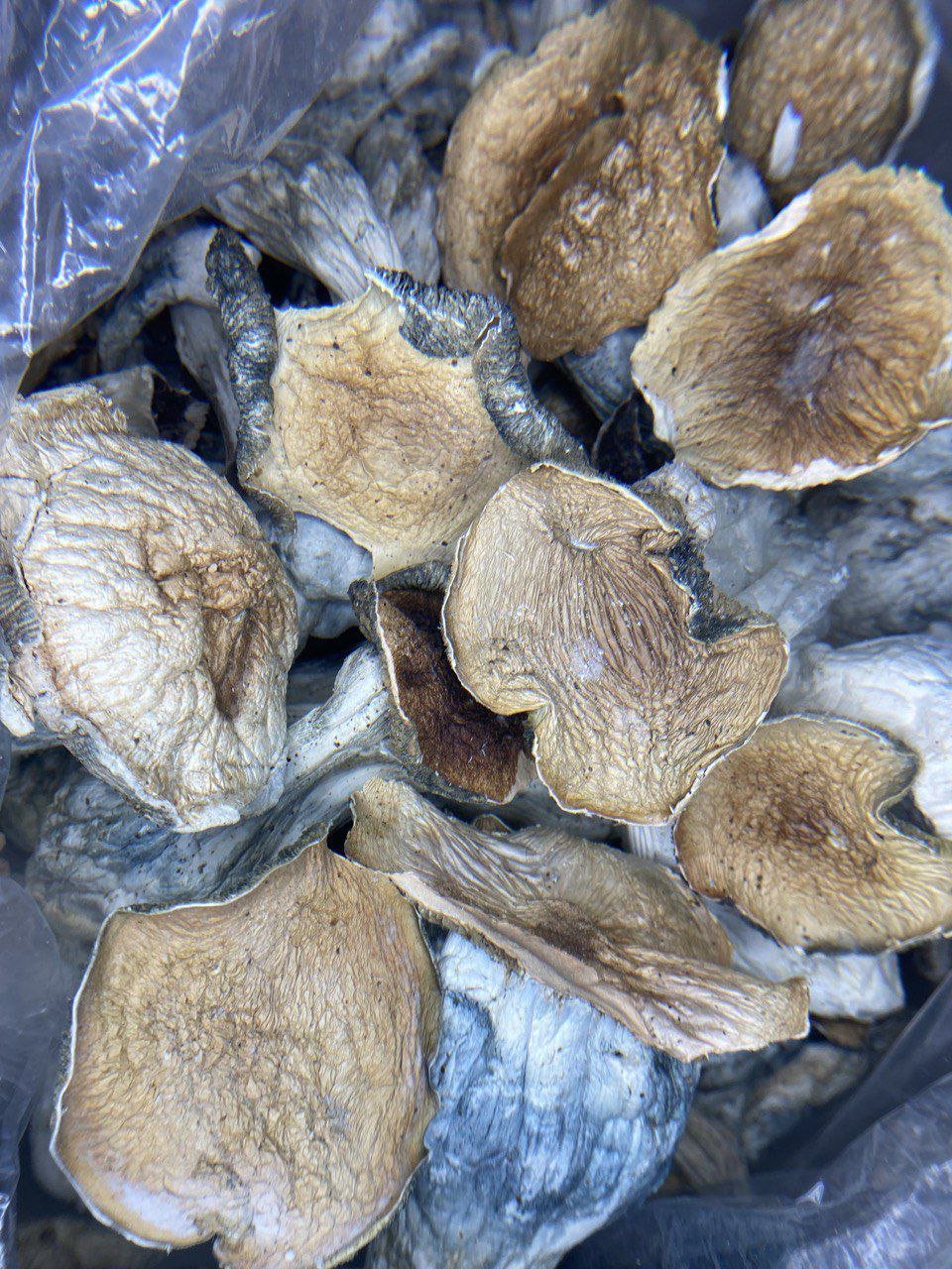 Alacabenzi Spores - Image 2