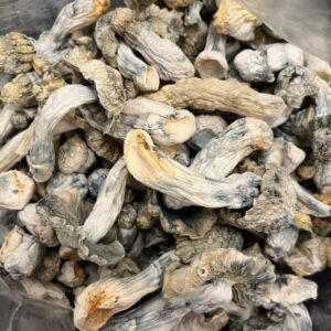 GHOSTS  (Exotics) psilocybin mushroom